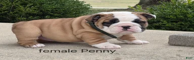 English Bulldog Puppy 2