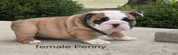 English Bulldog dogs for sale: English Bulldog Puppy 2 - Ad 1
