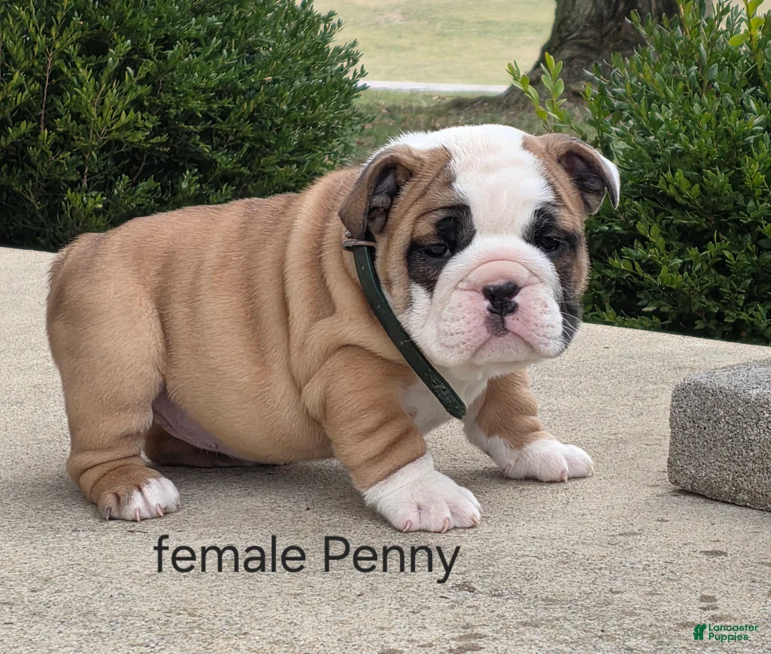 English Bulldog dogs for sale: English Bulldog Puppy 2 - Ad 1
