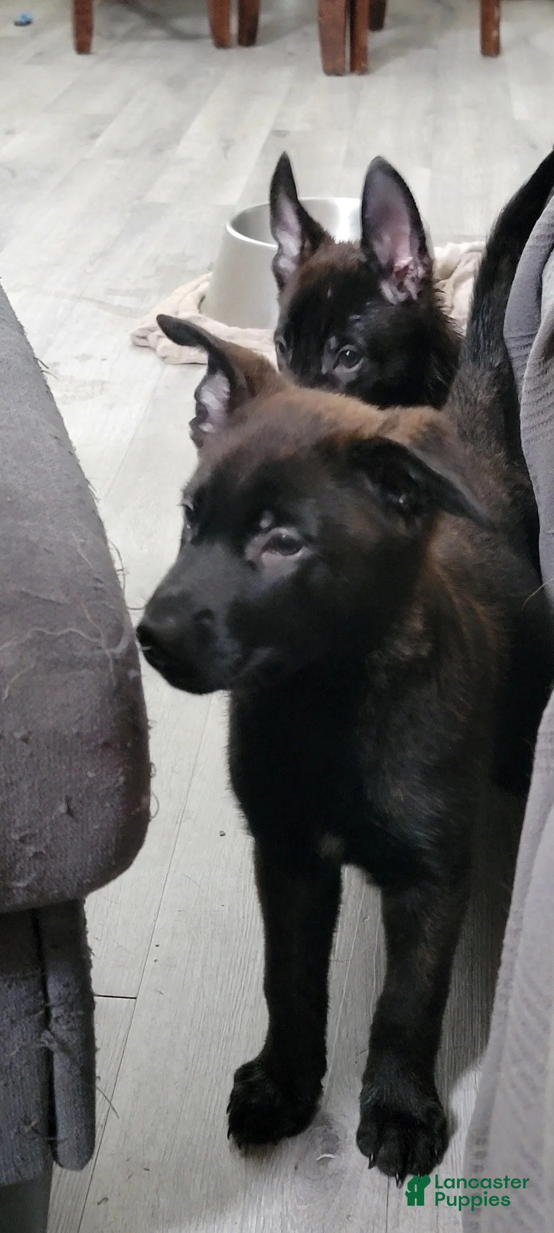 Mixed Breed dogs for sale: Mixed Breed Puppy 6 - Ad 1