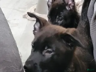 Mixed Breed dogs Mixed Breed Puppy 6 - Ad 26