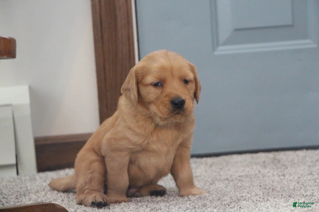 Golden Retriever dogs for sale: Rune - Ad 6