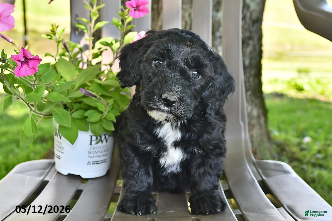 Goldendoodle dogs for sale: Tucker - Ad 3