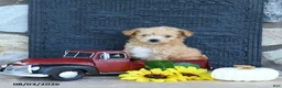 Maltipoo dogs for sale: Dusty - Ad 3