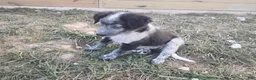 Mixed Breed dogs for sale: Mixed Breed Puppy 6 - Ad 3