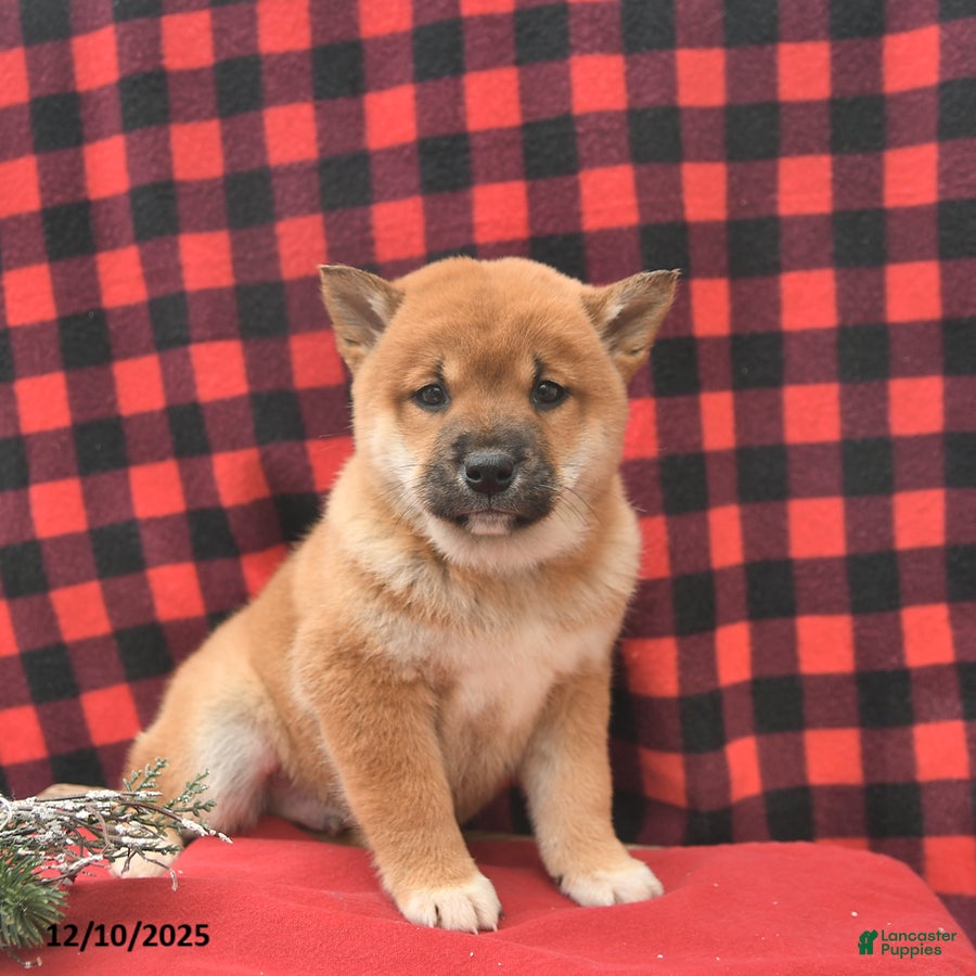 Shiba Inu dogs Remington  - Ad 42