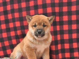Shiba Inu dogs Remington - Ad 10