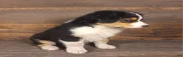 Australian Shepherd dogs for sale: Benjamin - Ad 6