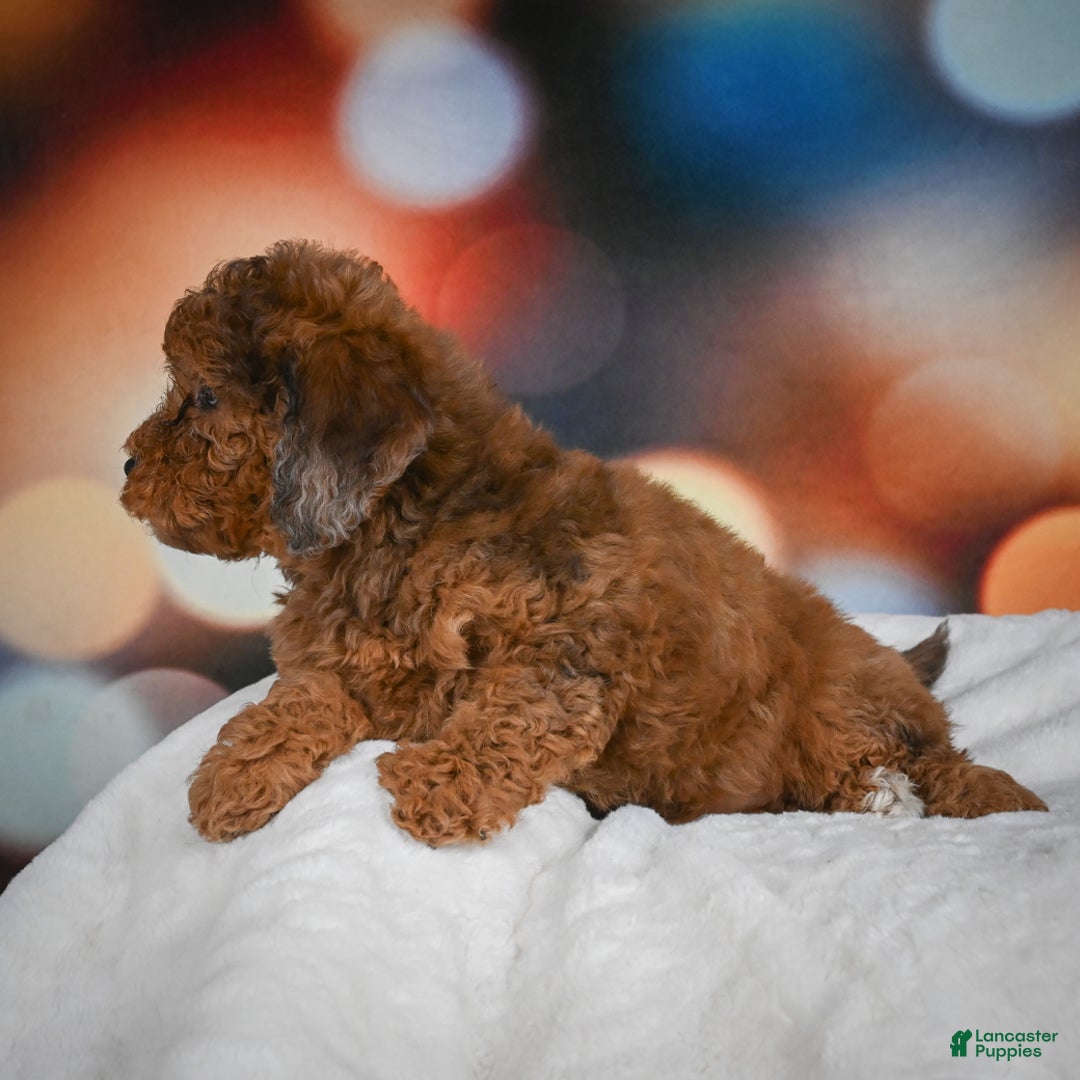 Mini Aussiedoodle dogs for sale: Annie - Ad 10