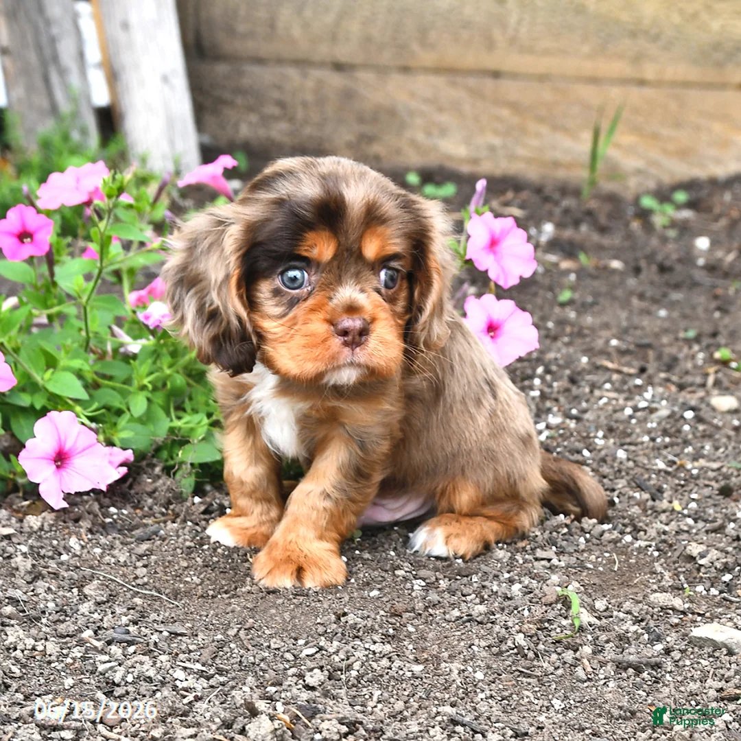 Cavalier King Charles Spaniel dogs for sale: Dakota - Ad 2