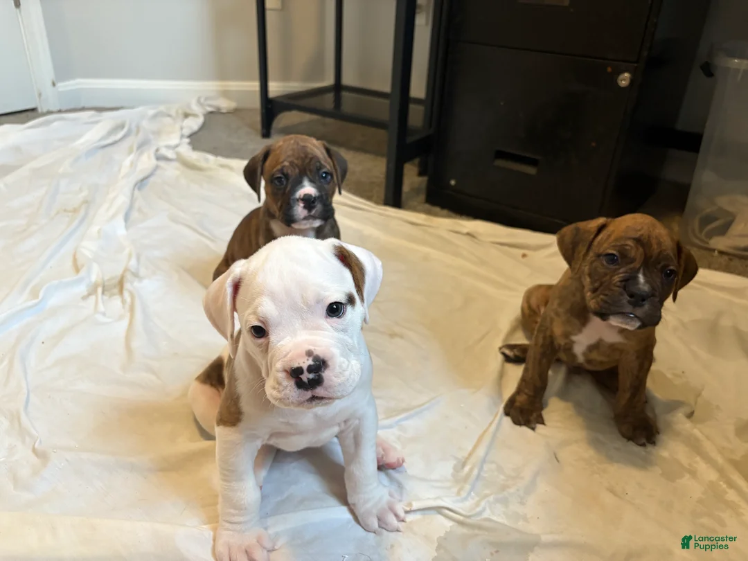 Mixed Breed dogs for sale: Mixed Breed Puppy 2 - Ad 2