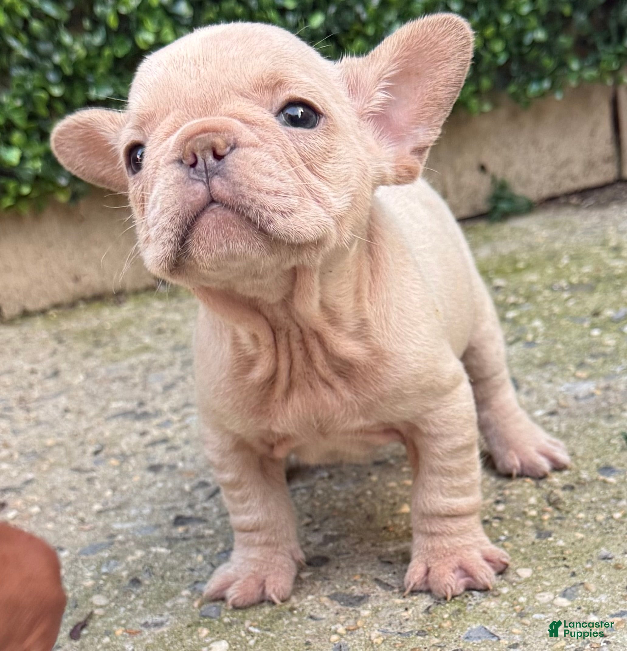 French Bulldog dogs Luz - Ad 1