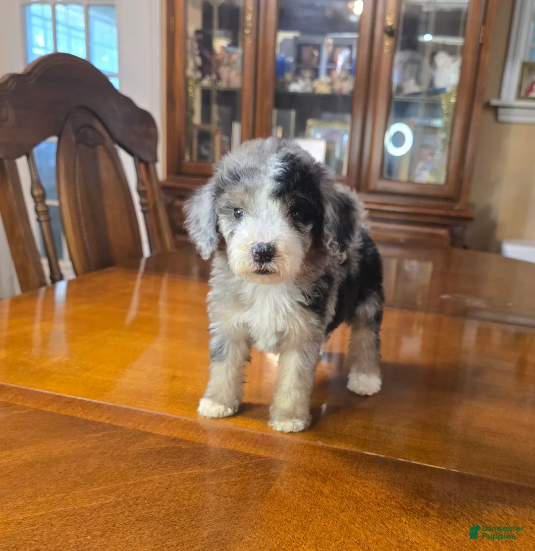 Mini Bernedoodle dogs for sale: Mini Bernedoodle "Stormy" - Ad 1