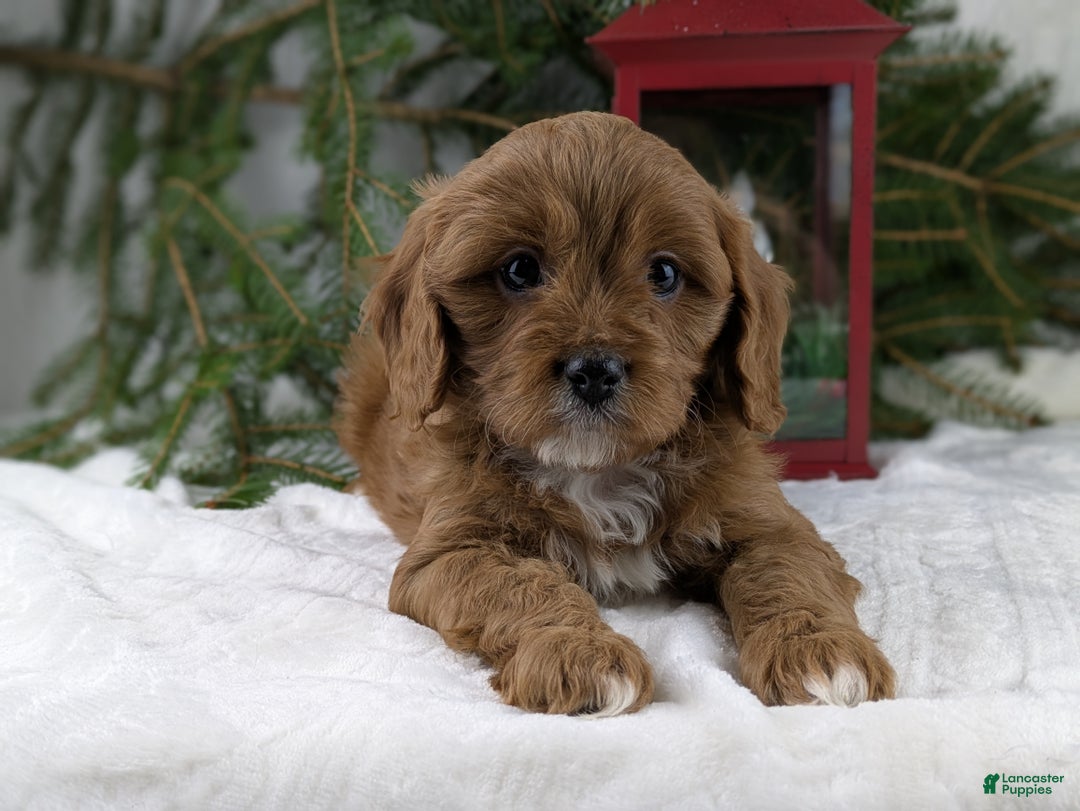 Cavapoo dogs for sale: Nicklous  - Ad 9