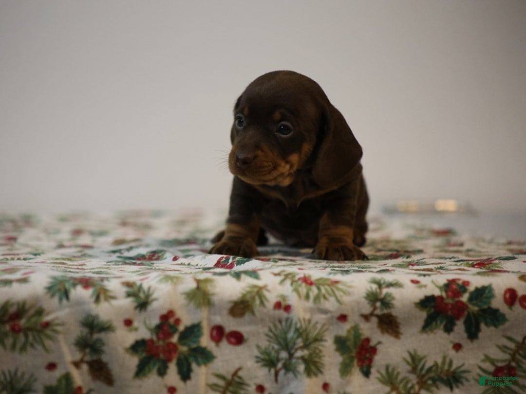 Miniature Dachshund dogs for sale: Braden - Ad 5