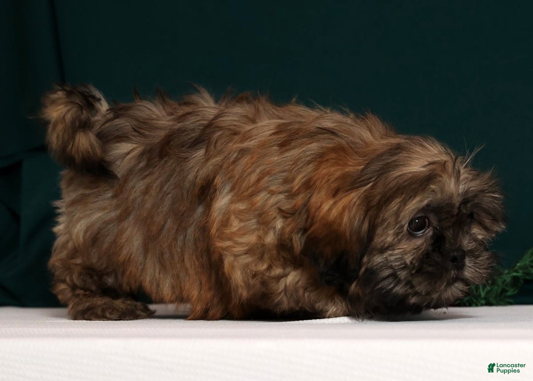 Teddy Bear dogs for sale: Crystal - Ad 5