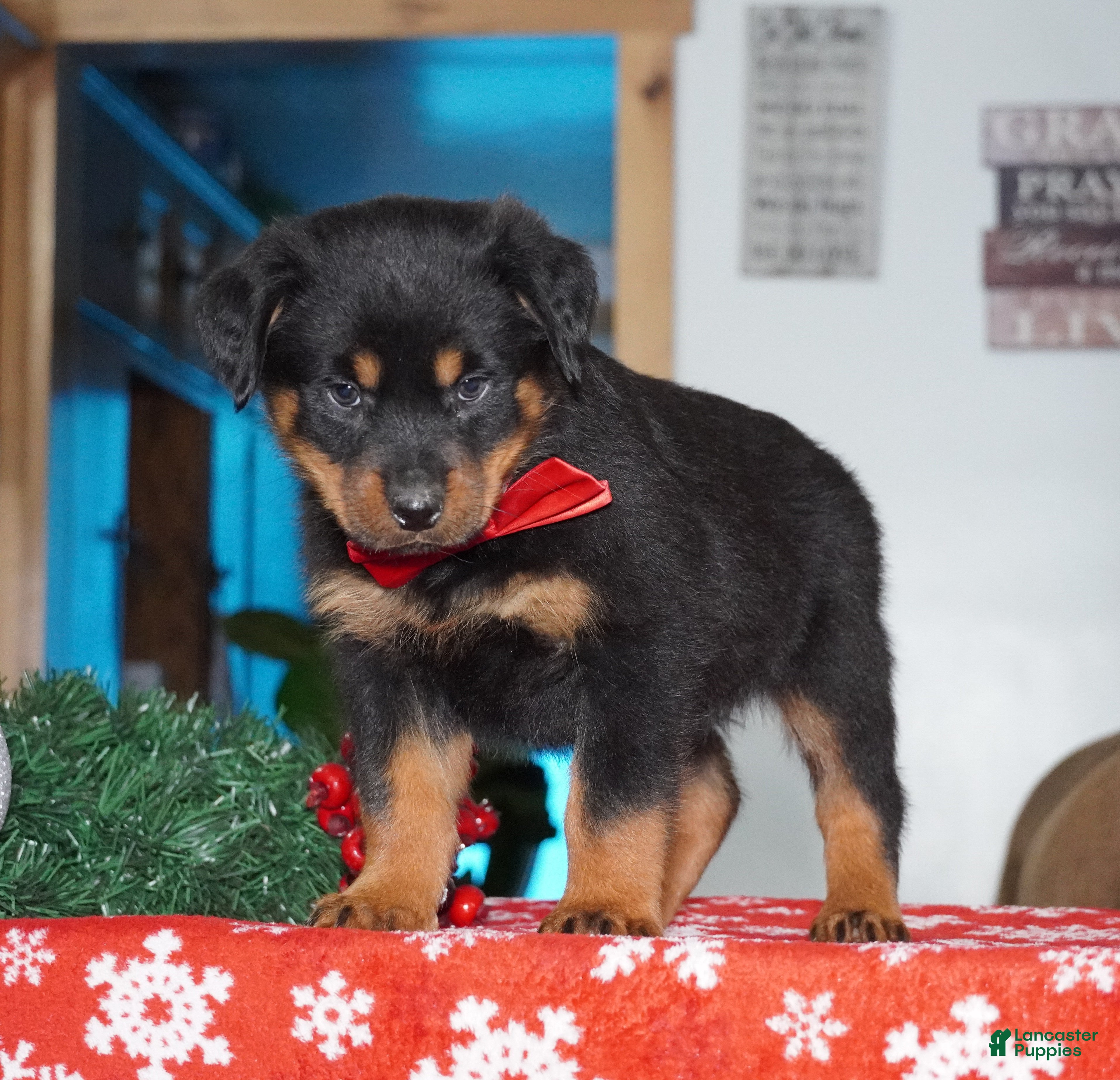 Rottweiler dogs Whiskey - Ad 8