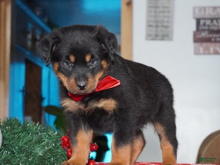 Rottweiler dogs Whiskey - Ad 37