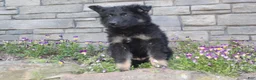 German Shepherd dogs for sale: Donna  - Ad 5