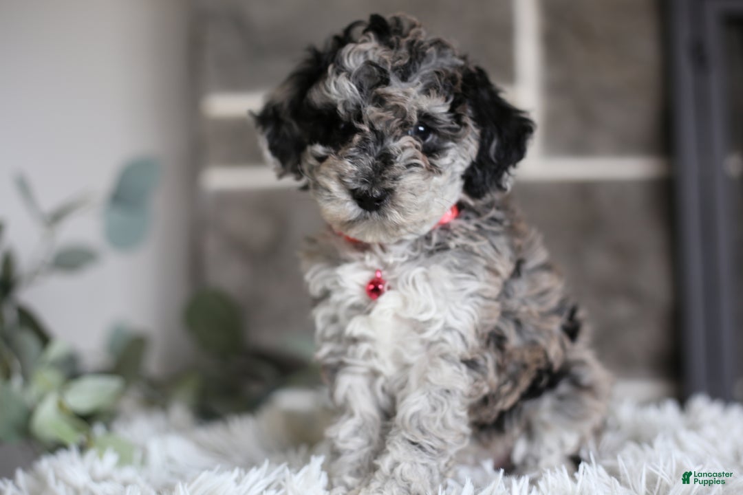 Miniature Poodle dogs for sale: Joy - Ad 9
