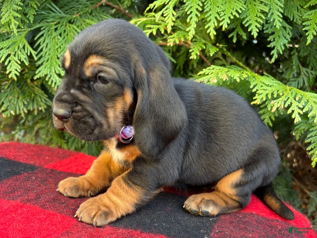 Basset Hound dogs for sale: Martha May - Ad 5