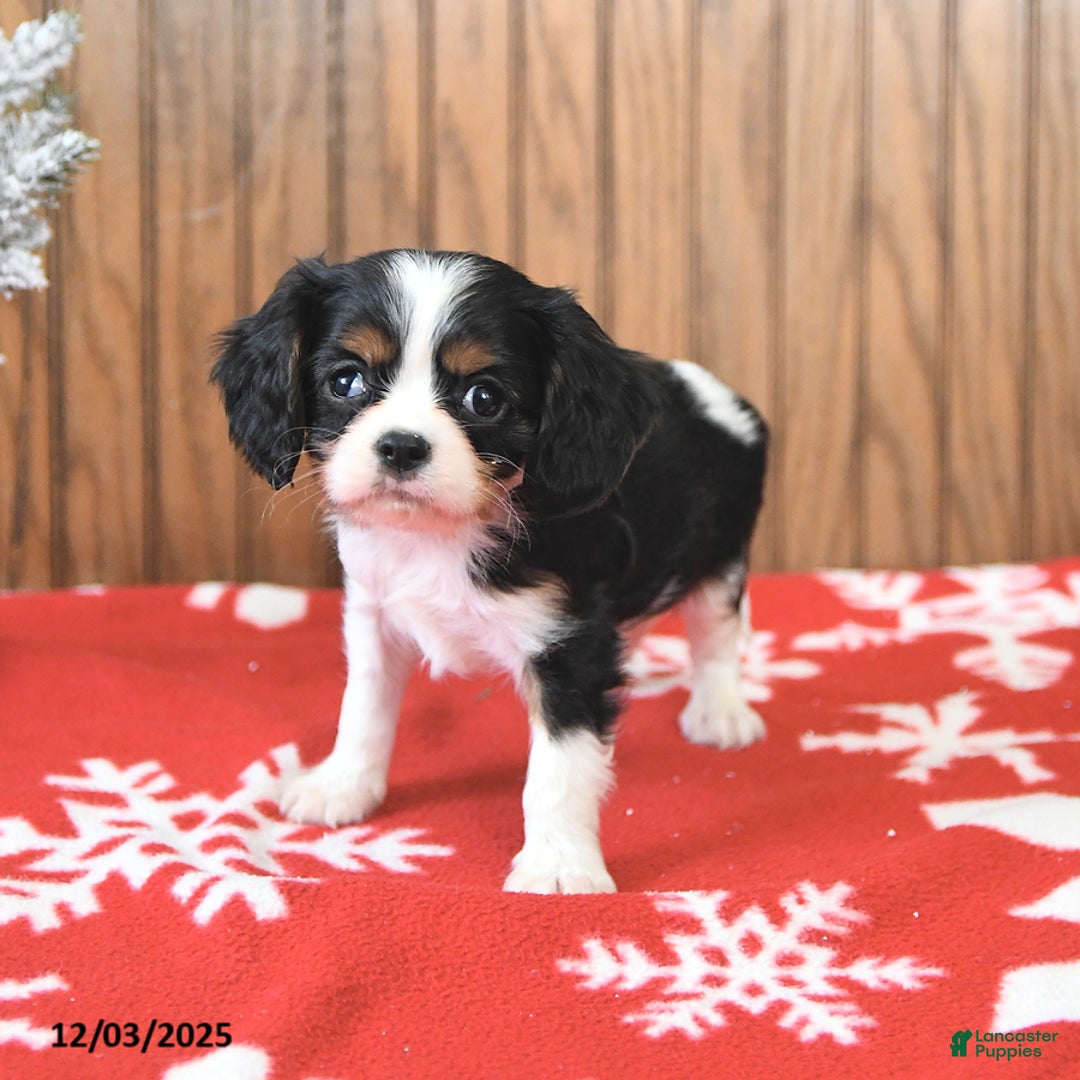 Cavalier King Charles Spaniel dogs for sale: Cyclone - Ad 1