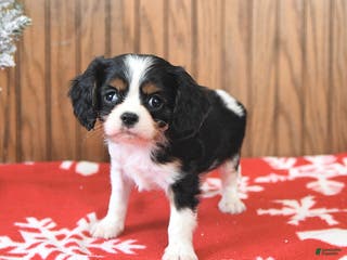 Cavalier King Charles Spaniel dogs Cyclone - Ad 37