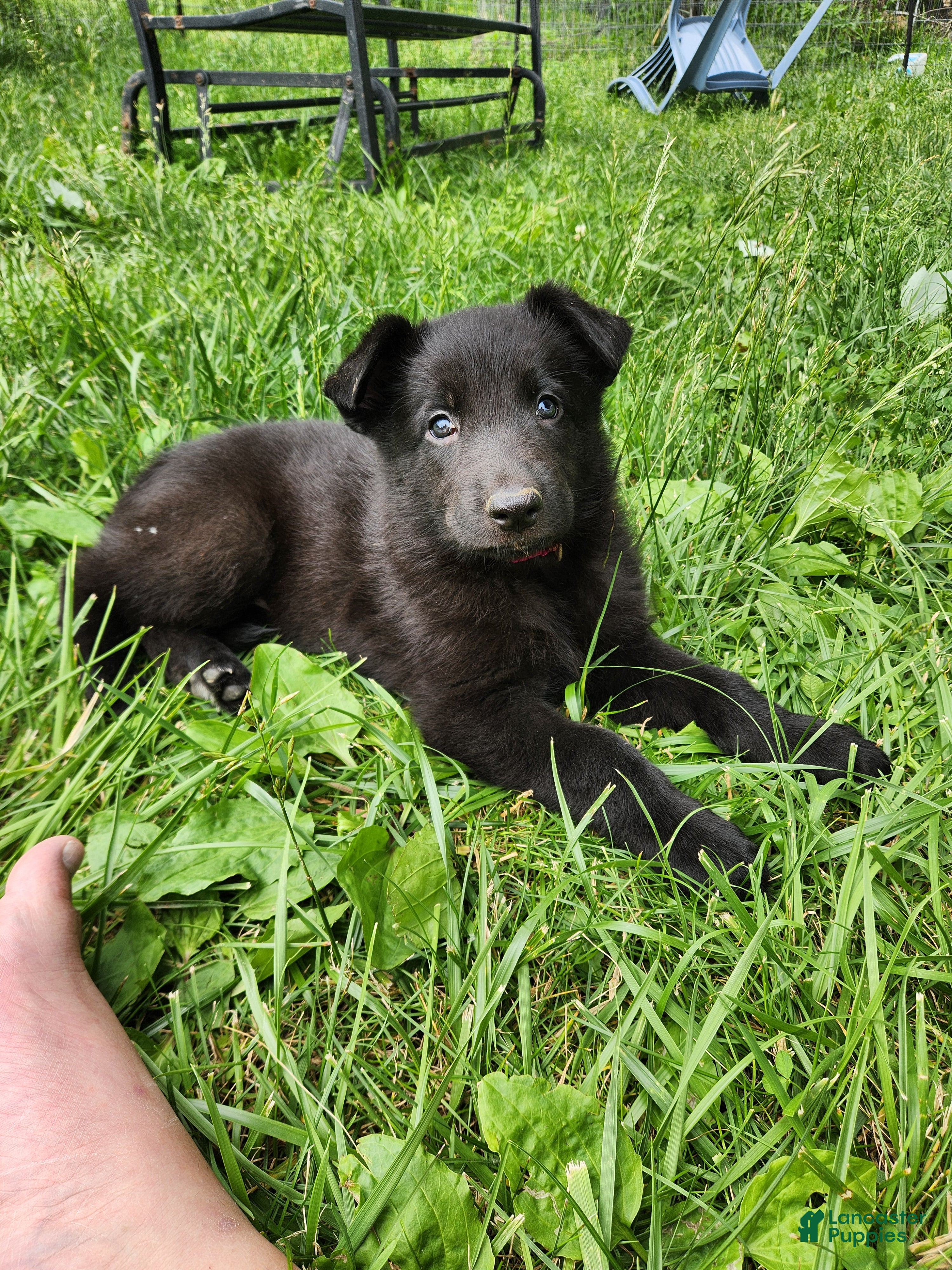 German Shepherd dogs German Shepherd Puppy 3 - Ad 1