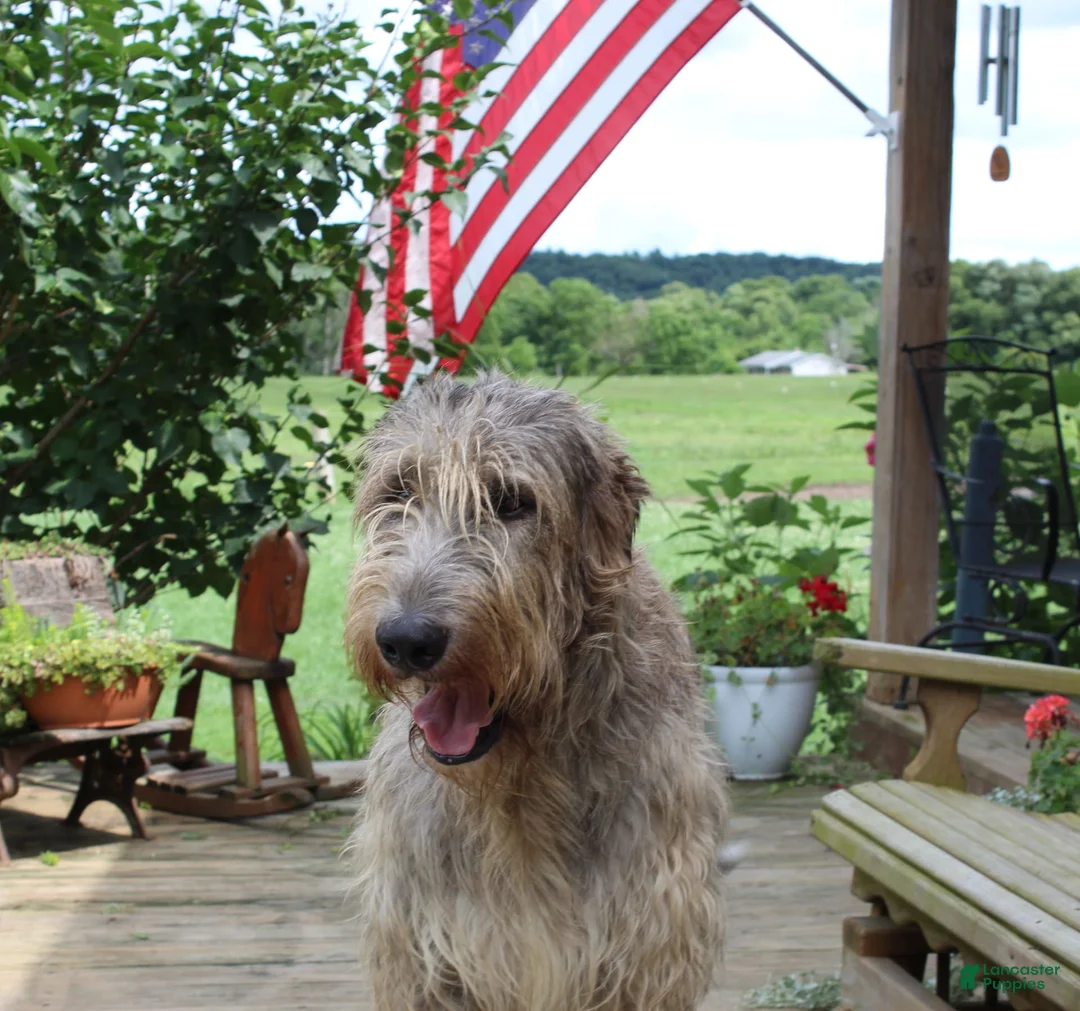 Gallery Image {{count}}