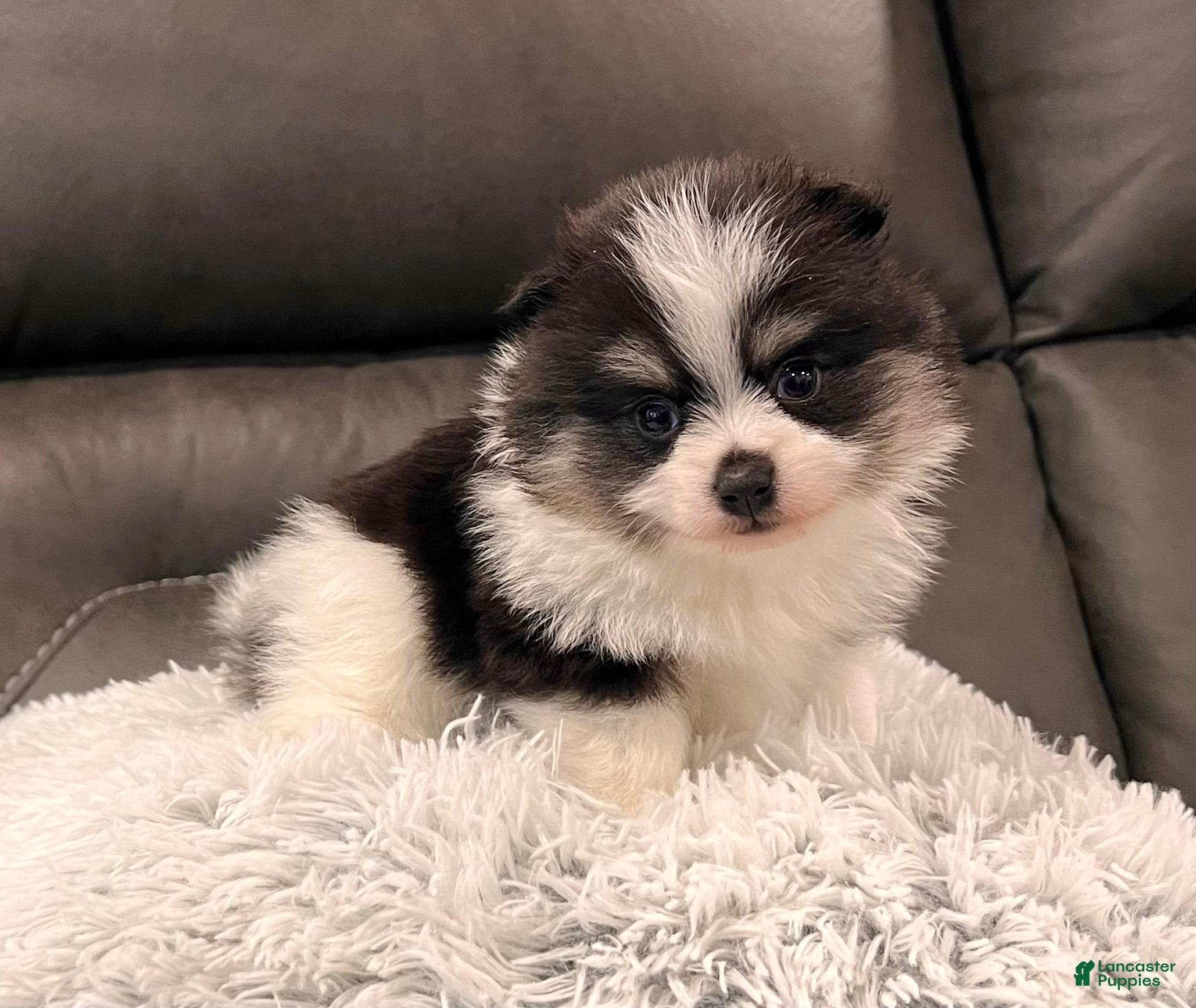 Pomeranian dogs Tucker - Ad 3