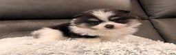 Pomeranian dogs for sale: Tucker - Ad 1
