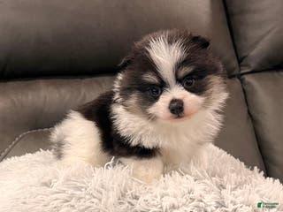 Pomeranian dogs Tucker - Ad 20
