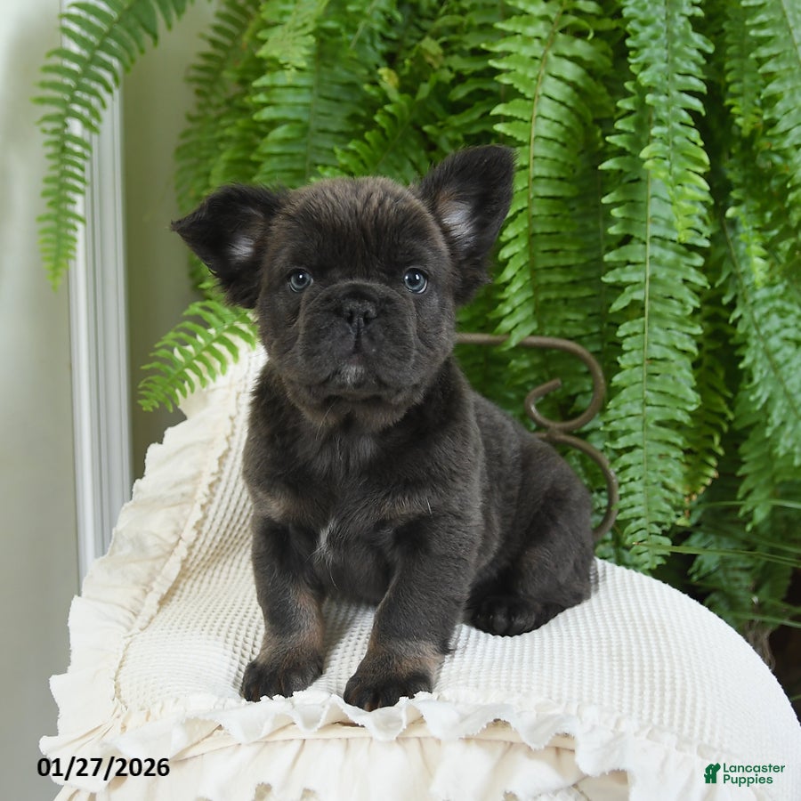 French Bulldog dogs Toby - Ad 19