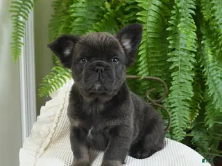 French Bulldog dogs Toby - Ad 19