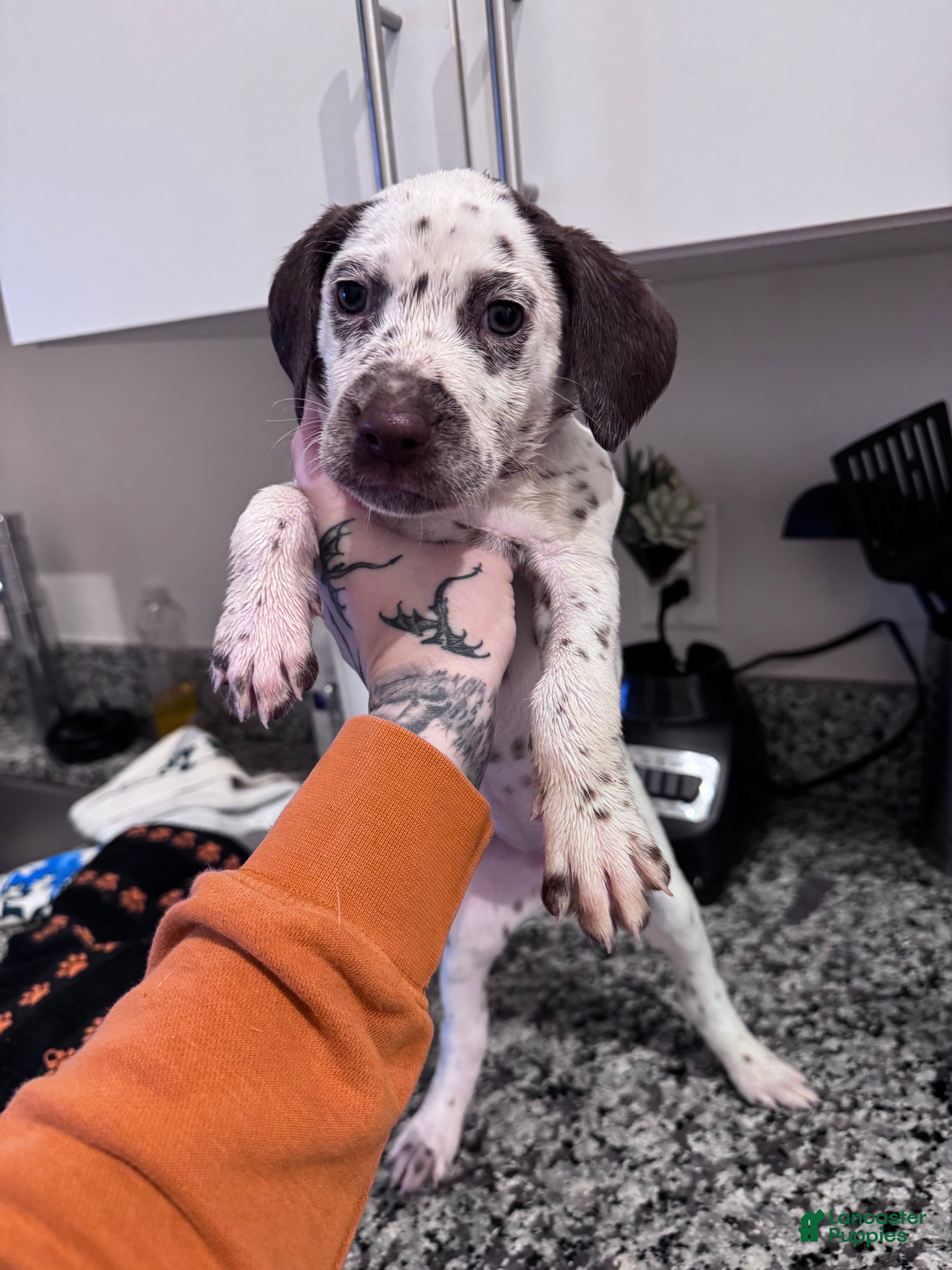 Dalmatian dogs Queen - Ad 2