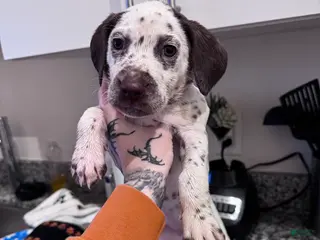 Dalmatian dogs Queen - Ad 2