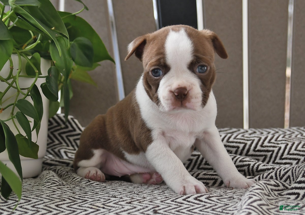 Boston Terrier dogs Penny - Ad 2