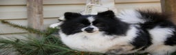 Pomeranian dogs for sale: Ben - Ad 13