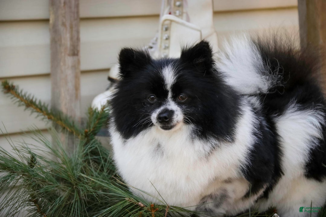 Pomeranian dogs for sale: Ben - Ad 13