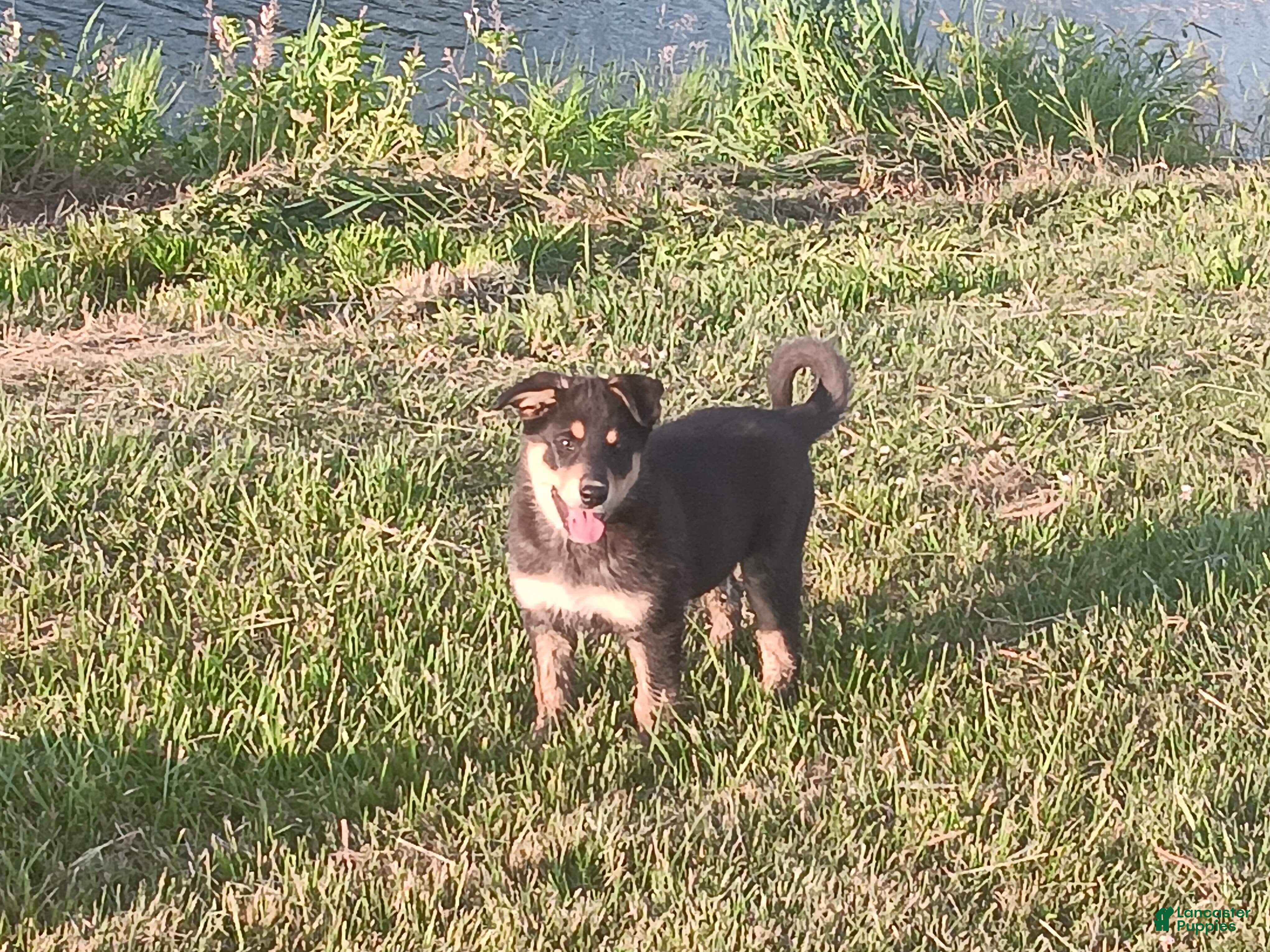 Mixed Breed dogs Lady - Ad 2
