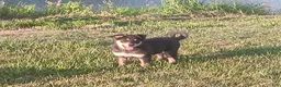 Mixed Breed dogs for sale: Lady - Ad 2