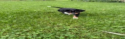 Australian Shepherd dogs for sale: Puppy 1 - Ad 2