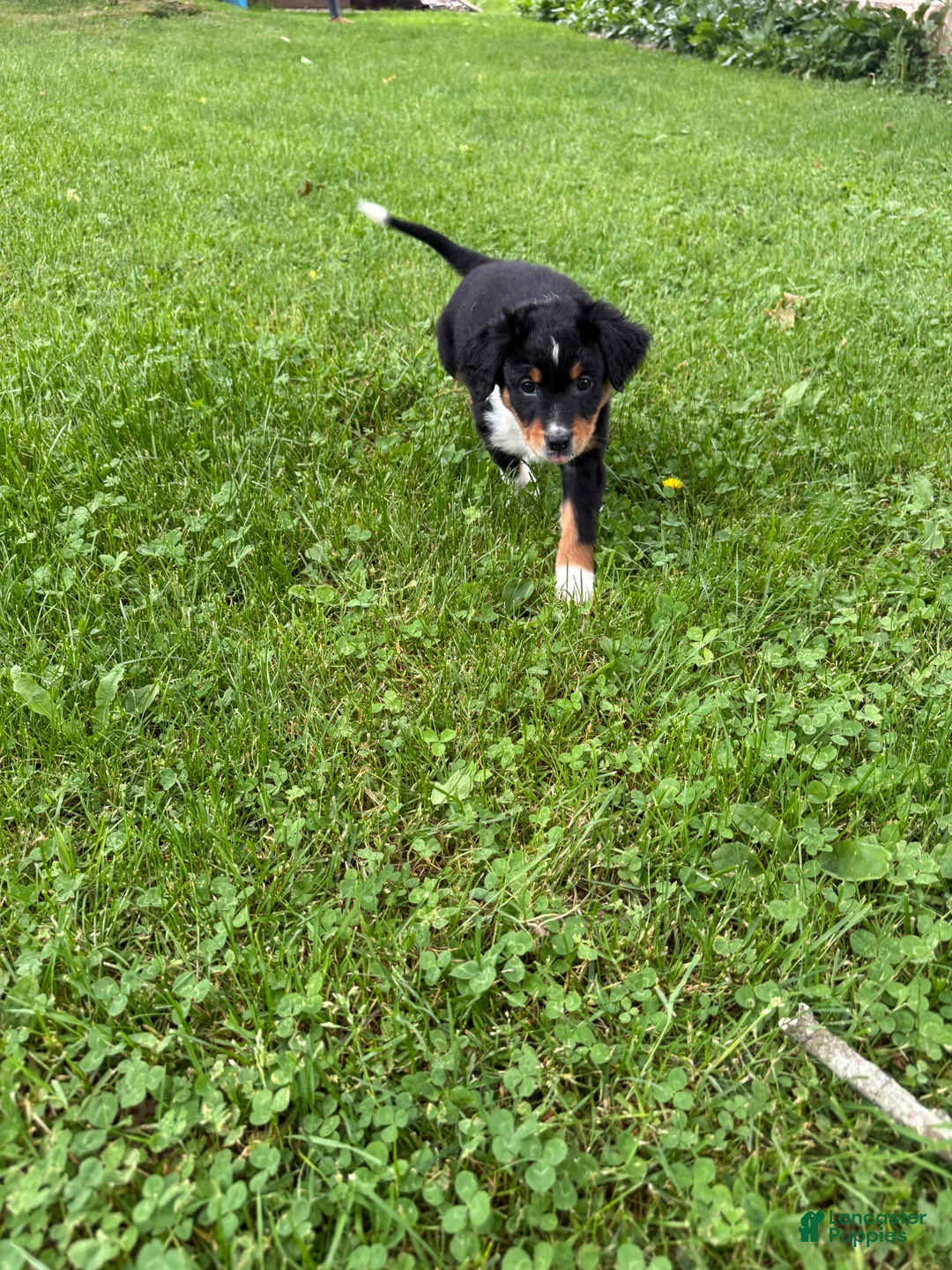Australian Shepherd dogs for sale: Puppy 1 - Ad 2