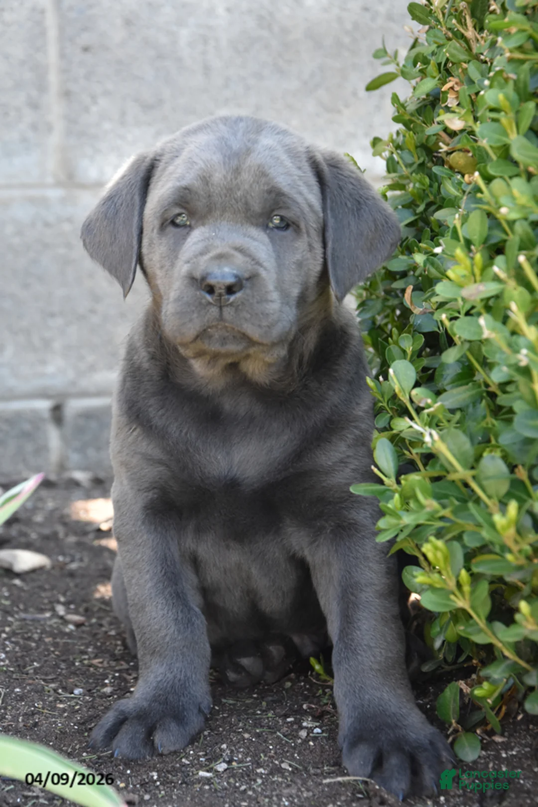 Labrador Retriever dogs for sale: Matt - Ad 1