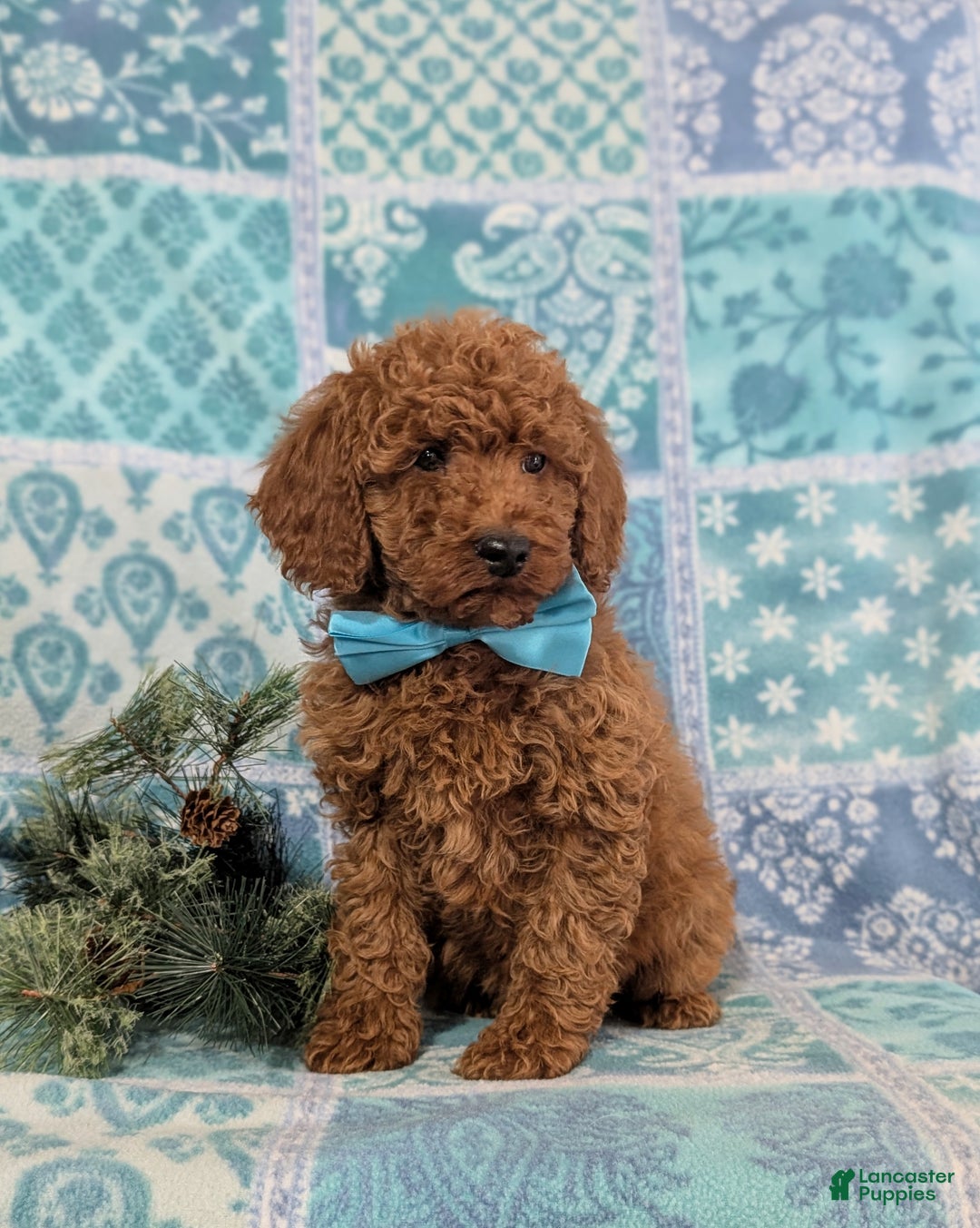 Miniature Poodle dogs for sale: Broderick - Ad 2
