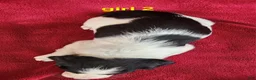 Brittany Spaniel dogs for sale: French Brittany girl 2 - Ad 3