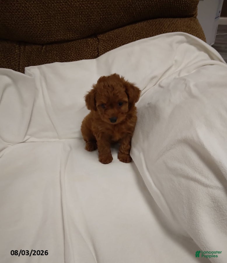 Havapoo dogs Emma - Ad 1