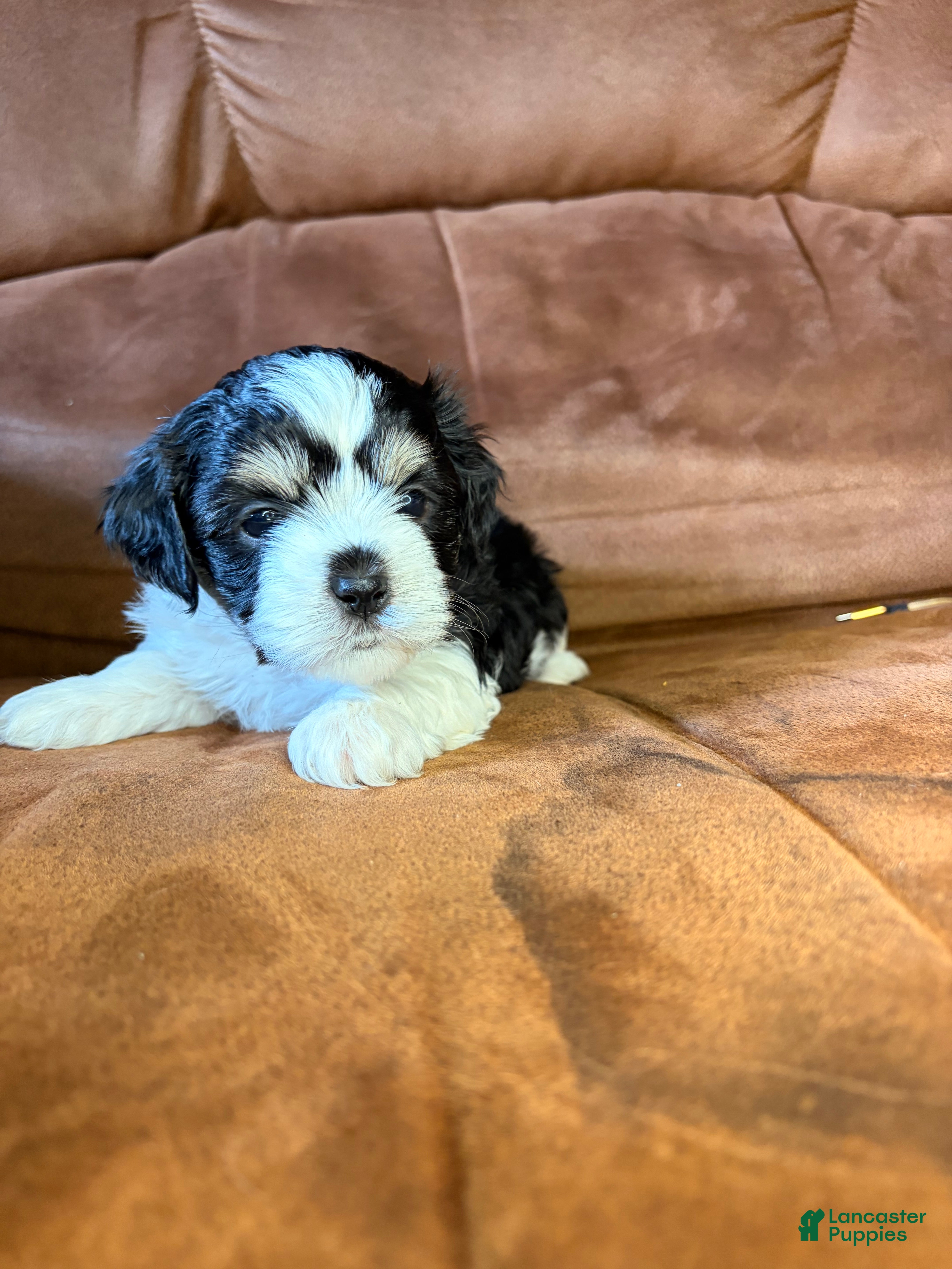 Mixed Breed dogs Winston - Ad 16