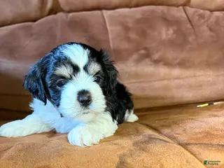 Mixed Breed dogs Winston - Ad 16