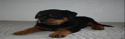 Rottweiler dogs for sale: Riley - Ad 5